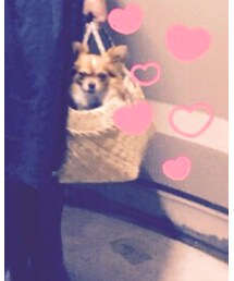 なし | かごバッグ