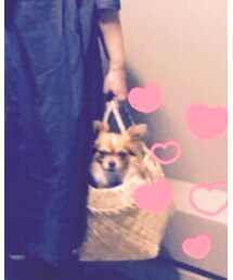 メキシコ産チワワ | その他