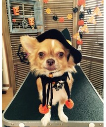 メキシコ産チワワ | その他