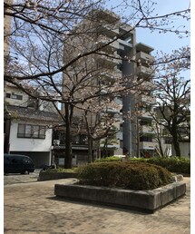 桜がさいてきた | その他
