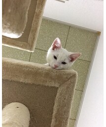 しろねこ | その他