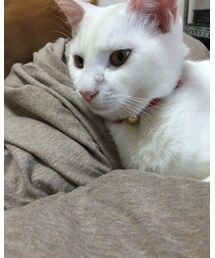白ネコ | その他