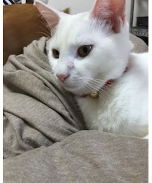 白ネコ | その他