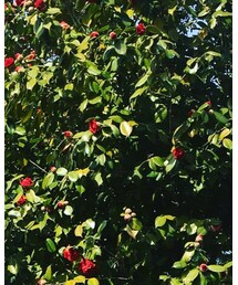 不思議の国のアリスにでてくるバラの木のイメージ🌹 | その他