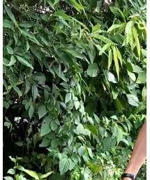 niche. | Tシャツ/カットソー