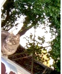 野良猫が寄ってきた | その他