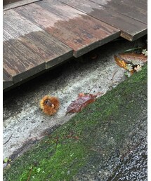 小さい秋見つけた | その他