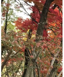 UNIQLO | ライダースジャケット