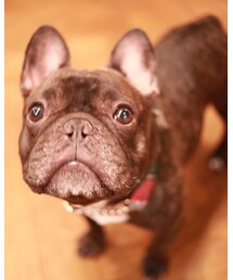 フレンチブルドッグ | 愛犬のフレンチブルドッグ(オス)です♡(その他)