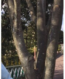 GU | デニムジャケット