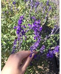 今日のお花 | その他