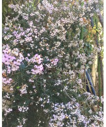 小花🌸 | その他