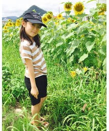 ヒマワリ畑 | その他