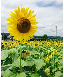 ヒマワリ♡ | その他