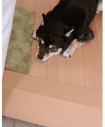 犬 | その他