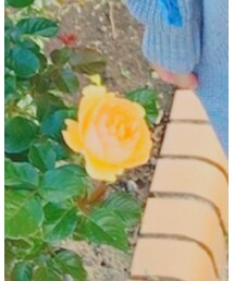 🌹 | トップス