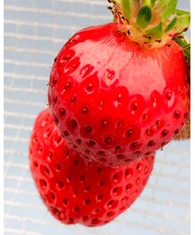 いちご狩り行きました🍓 | その他