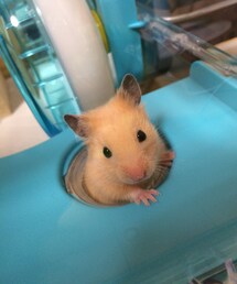 ハムスター | ハムスター(その他)