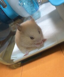 ハムスター | ハムスター(その他)