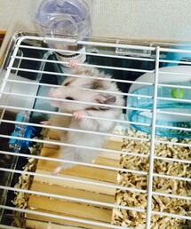 ハムスター | ハムスター(その他)