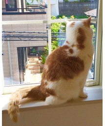 スコさん | その他