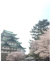 お花見🌸 | その他