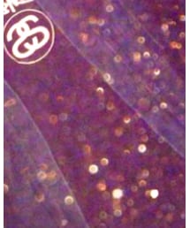 STUSSY | Tシャツ/カットソー