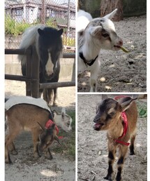 🐐の赤ちゃんが来ました♥️ | 採寸ボディースーツ