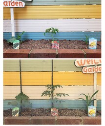 野菜(10日目) | ラッピングキット