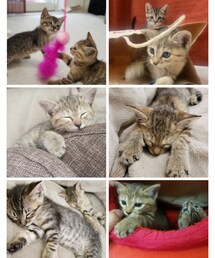 子猫ちゃん🐱🐱 | ラッピングキット