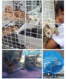 子猫ちゃん🐱🐱 | ラッピングキット