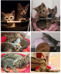 やんちゃ娘達🐱🐱 | ラッピングキット