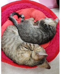 尻尾が♥️ | ラッピングキット