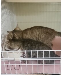 仲良くごはんタイム🍽️ | ラッピングキット