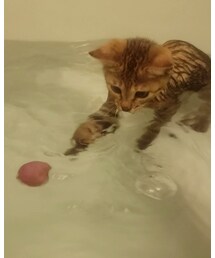 お風呂大好き🛁 | ラッピングキット