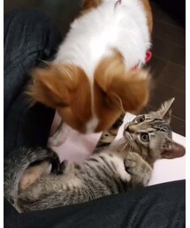 わんちゃん大好き🐶 | ラッピングキット