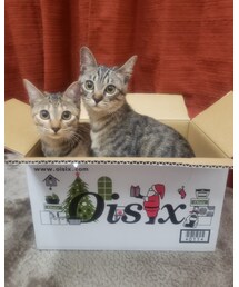 Oisix × 🐱🐱 | ペットグッズ