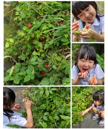 野いちご狩り🍓 | ラッピングキット