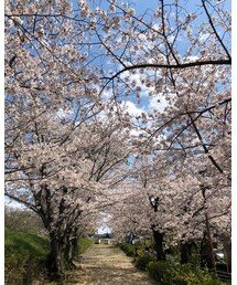 うちの近所🏠満開だわー🌸 | その他