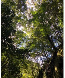 木漏れ日❤️ | その他