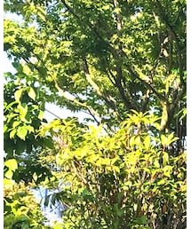 SHEL’TTER | シャツ/ブラウス