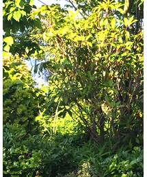 H&M | デニムパンツ