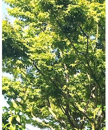 H&M | ピアス（両耳用）