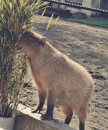 no brand | カピバラ(その他)