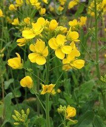 no brand | 千葉といえば、菜の花(その他)