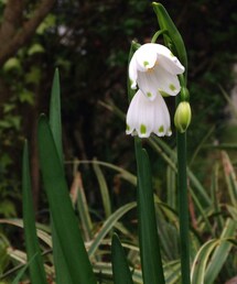 no brand | 庭に咲いてたお花(その他)