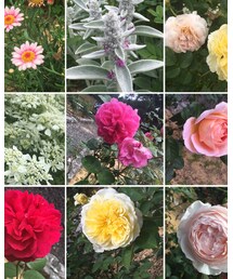 🌷 🌻 | その他