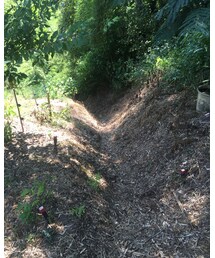 トトロの世界(山道) | その他