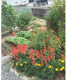 母さんの家庭菜園 | その他