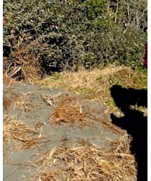 VINTAGE | マフラー